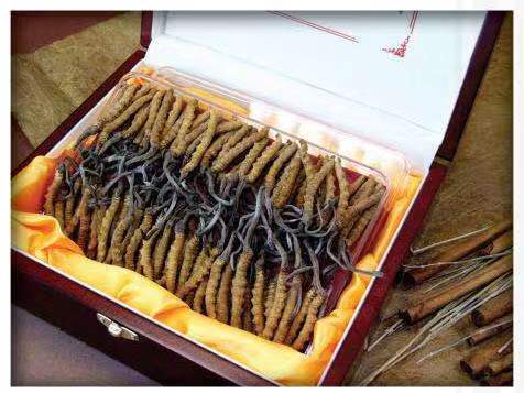 潮州冬虫夏草回收